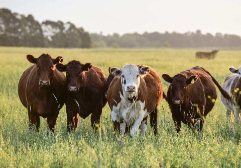 Абердин-ангус тайыншалары, 5 бас