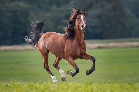 Адай айғыры, 3 жаста